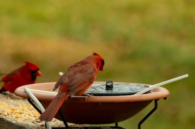 Bu, su içmeye gelen güzel bir kardinalin resmi. Parlak kırmızı renk erkek olduğunu gösteriyor. Başka bir çocuk korkulukta kuş yemi yerken görülmüş..