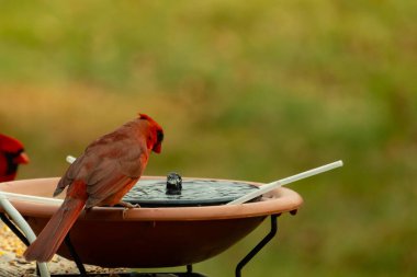 Bu, su içmeye gelen güzel bir kardinalin resmi. Parlak kırmızı renk erkek olduğunu gösteriyor. Başka bir çocuk korkulukta kuş yemi yerken görülmüş..