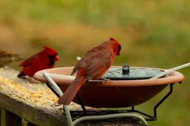 Bu, su içmeye gelen güzel bir kardinalin resmi. Parlak kırmızı renk erkek olduğunu gösteriyor. Başka bir çocuk korkulukta kuş yemi yerken görülmüş..