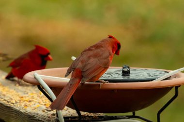 Bu, su içmeye gelen güzel bir kardinalin resmi. Parlak kırmızı renk erkek olduğunu gösteriyor. Başka bir çocuk korkulukta kuş yemi yerken görülmüş..
