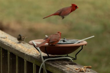 Bu, su içmeye gelen güzel bir kardinalin resmi. Parlak kırmızı renk erkek olduğunu gösteriyor. Kuş susuzluğunu giderirken başka bir çocuk tepede uçarken görülüyor..