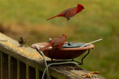 Bu, su içmeye gelen güzel bir kardinalin resmi. Parlak kırmızı renk erkek olduğunu gösteriyor. Kuş susuzluğunu giderirken başka bir çocuk tepede uçarken görülüyor..
