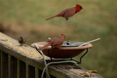 Bu, su içmeye gelen güzel bir kardinalin resmi. Parlak kırmızı renk erkek olduğunu gösteriyor. Kuş susuzluğunu giderirken başka bir çocuk tepede uçarken görülüyor..