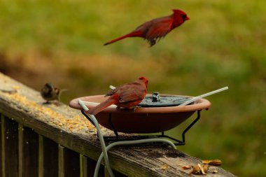 Bu, su içmeye gelen güzel bir kardinalin resmi. Parlak kırmızı renk erkek olduğunu gösteriyor. Kuş susuzluğunu giderirken başka bir çocuk tepede uçarken görülüyor..