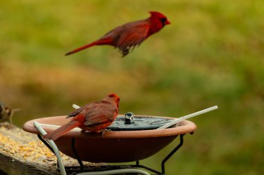 Bu, su içmeye gelen güzel bir kardinalin resmi. Parlak kırmızı renk erkek olduğunu gösteriyor. Kuş susuzluğunu giderirken başka bir çocuk tepede uçarken görülüyor..