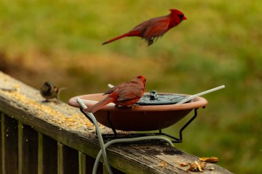 Bu, su içmeye gelen güzel bir kardinalin resmi. Parlak kırmızı renk erkek olduğunu gösteriyor. Kuş susuzluğunu giderirken başka bir çocuk tepede uçarken görülüyor..