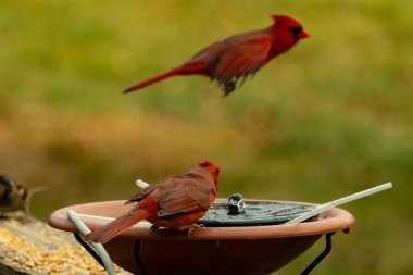 Bu, su içmeye gelen güzel bir kardinalin resmi. Parlak kırmızı renk erkek olduğunu gösteriyor. Kuş susuzluğunu giderirken başka bir çocuk tepede uçarken görülüyor..