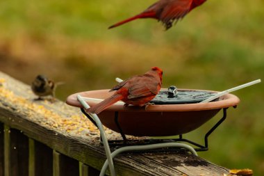 Bu, su içmeye gelen güzel bir kardinalin resmi. Parlak kırmızı renk erkek olduğunu gösteriyor. Kuş susuzluğunu giderirken başka bir çocuk tepede uçarken görülüyor..