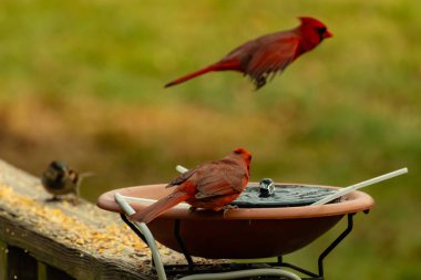 Bu, su içmeye gelen güzel bir kardinalin resmi. Parlak kırmızı renk erkek olduğunu gösteriyor. Kuş susuzluğunu giderirken başka bir çocuk tepede uçarken görülüyor..