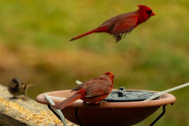 Bu, su içmeye gelen güzel bir kardinalin resmi. Parlak kırmızı renk erkek olduğunu gösteriyor. Kuş susuzluğunu giderirken başka bir çocuk tepede uçarken görülüyor..