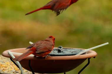 Bu, su içmeye gelen güzel bir kardinalin resmi. Parlak kırmızı renk erkek olduğunu gösteriyor. Kuş susuzluğunu giderirken başka bir çocuk tepede uçarken görülüyor..
