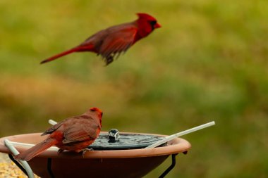 Bu, su içmeye gelen güzel bir kardinalin resmi. Parlak kırmızı renk erkek olduğunu gösteriyor. Kuş susuzluğunu giderirken başka bir çocuk tepede uçarken görülüyor..