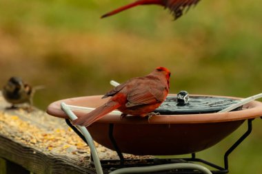Bu, su içmeye gelen güzel bir kardinalin resmi. Parlak kırmızı renk erkek olduğunu gösteriyor. Kuş susuzluğunu giderirken başka bir çocuk tepede uçarken görülüyor..