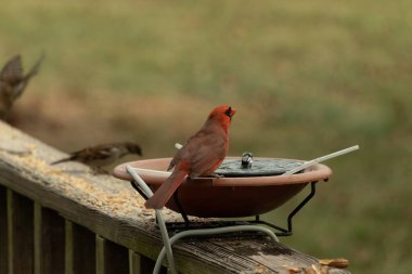 Bir kardinalin su almaya geldiği çok güzel bir manzara. Parlak kırmızı renk erkek olduğunu gösteriyor. Güzel renkli kuş kuş kuş banyosuna tünedi. Kuşyemi korkulukların üzerinde..