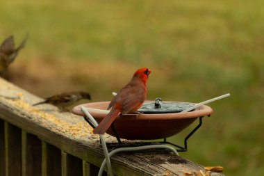 Bir kardinalin su almaya geldiği çok güzel bir manzara. Parlak kırmızı renk erkek olduğunu gösteriyor. Güzel renkli kuş kuş kuş banyosuna tünedi. Kuşyemi korkulukların üzerinde..