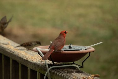 Bir kardinalin su almaya geldiği çok güzel bir manzara. Parlak kırmızı renk erkek olduğunu gösteriyor. Güzel renkli kuş kuş kuş banyosuna tünedi. Kuşyemi korkulukların üzerinde..