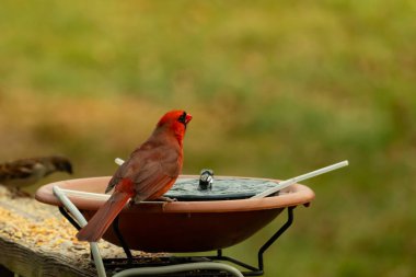 Bir kardinalin su almaya geldiği çok güzel bir manzara. Parlak kırmızı renk erkek olduğunu gösteriyor. Güzel renkli kuş kuş kuş banyosuna tünedi. Kuşyemi korkulukların üzerinde..