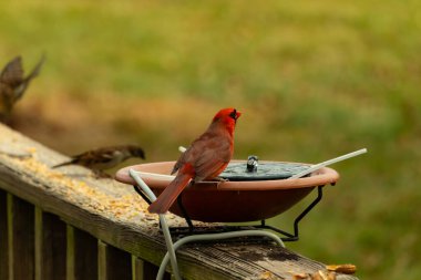 Bir kardinalin su almaya geldiği çok güzel bir manzara. Parlak kırmızı renk erkek olduğunu gösteriyor. Güzel renkli kuş kuş kuş banyosuna tünedi. Kuşyemi korkulukların üzerinde..