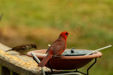 Bir kardinalin su almaya geldiği çok güzel bir manzara. Parlak kırmızı renk erkek olduğunu gösteriyor. Güzel renkli kuş kuş kuş banyosuna tünedi. Kuşyemi korkulukların üzerinde..
