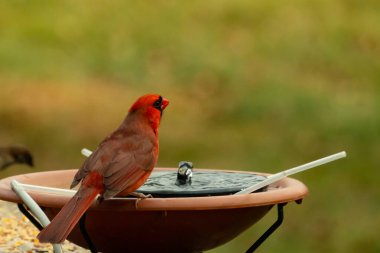 Bir kardinalin su almaya geldiği çok güzel bir manzara. Parlak kırmızı renk erkek olduğunu gösteriyor. Güzel renkli kuş kuş kuş banyosuna tünedi. Kuşyemi korkulukların üzerinde..