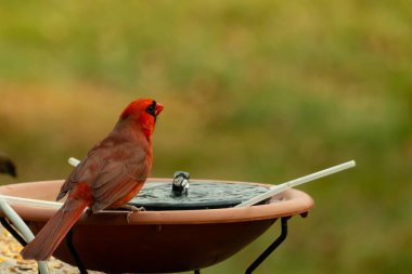 Bir kardinalin su almaya geldiği çok güzel bir manzara. Parlak kırmızı renk erkek olduğunu gösteriyor. Güzel renkli kuş kuş kuş banyosuna tünedi. Kuşyemi korkulukların üzerinde..