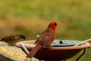 Bir kardinalin su almaya geldiği çok güzel bir manzara. Parlak kırmızı renk erkek olduğunu gösteriyor. Güzel renkli kuş kuş kuş banyosuna tünedi. Kuşyemi korkulukların üzerinde..