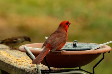 Bir kardinalin su almaya geldiği çok güzel bir manzara. Parlak kırmızı renk erkek olduğunu gösteriyor. Güzel renkli kuş kuş kuş banyosuna tünedi. Kuşyemi korkulukların üzerinde..