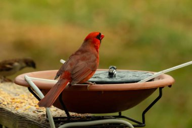 Bir kardinalin su almaya geldiği çok güzel bir manzara. Parlak kırmızı renk erkek olduğunu gösteriyor. Güzel renkli kuş kuş kuş banyosuna tünedi. Kuşyemi korkulukların üzerinde..