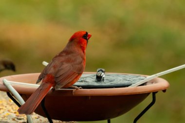 Bir kardinalin su almaya geldiği çok güzel bir manzara. Parlak kırmızı renk erkek olduğunu gösteriyor. Güzel renkli kuş kuş kuş banyosuna tünedi. Kuşyemi korkulukların üzerinde..