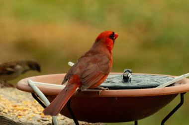 Bir kardinalin su almaya geldiği çok güzel bir manzara. Parlak kırmızı renk erkek olduğunu gösteriyor. Güzel renkli kuş kuş kuş banyosuna tünedi. Kuşyemi korkulukların üzerinde..