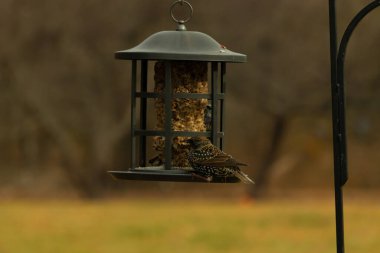 Avrupalı bir sığırcık tohumlarla dolu bir kuş yemliğine tutunur. Yanardöner tüyleri ışığı yakalar. Şehir yaban hayatı besleniyor. Yakın plan..