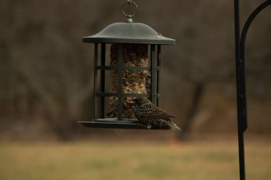 Avrupalı bir sığırcık tohumlarla dolu bir kuş yemliğine tutunur. Yanardöner tüyleri ışığı yakalar. Şehir yaban hayatı besleniyor. Yakın plan..