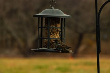 Avrupalı bir sığırcık tohumlarla dolu bir kuş yemliğine tutunur. Yanardöner tüyleri ışığı yakalar. Şehir yaban hayatı besleniyor. Yakın plan..
