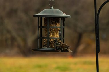 Avrupalı bir sığırcık tohumlarla dolu bir kuş yemliğine tutunur. Yanardöner tüyleri ışığı yakalar. Şehir yaban hayatı besleniyor. Yakın plan..