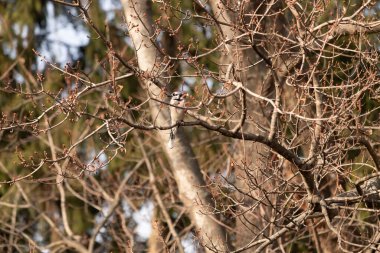 Mavi bir karga tomurcuklanan dalların arasına tünemişti. Mavi tüyleri baharın ılık tonlarına karşıydı. Doğanın güzelliği, sakin, yakın plan çekimde..