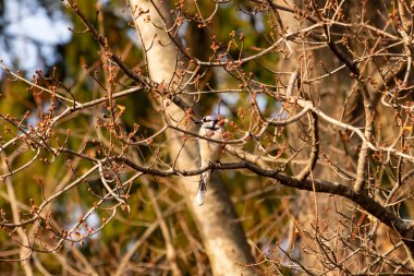 Mavi bir karga tomurcuklanan dalların arasına tünemişti. Mavi tüyleri baharın ılık tonlarına karşıydı. Doğanın güzelliği, sakin, yakın plan çekimde..