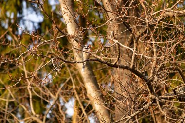 Mavi bir karga tomurcuklanan dalların arasına tünemişti. Mavi tüyleri baharın ılık tonlarına karşıydı. Doğanın güzelliği, sakin, yakın plan çekimde..