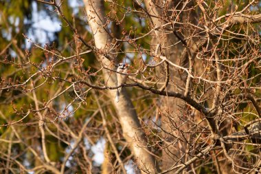 Mavi bir karga tomurcuklanan dalların arasına tünemişti. Mavi tüyleri baharın ılık tonlarına karşıydı. Doğanın güzelliği, sakin, yakın plan çekimde..