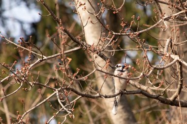 Mavi bir karga tomurcuklanan dalların arasına tünemişti. Mavi tüyleri baharın ılık tonlarına karşıydı. Doğanın güzelliği, sakin, yakın plan çekimde..