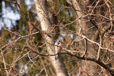 Mavi bir karga tomurcuklanan dalların arasına tünemişti. Mavi tüyleri baharın ılık tonlarına karşıydı. Doğanın güzelliği, sakin, yakın plan çekimde..