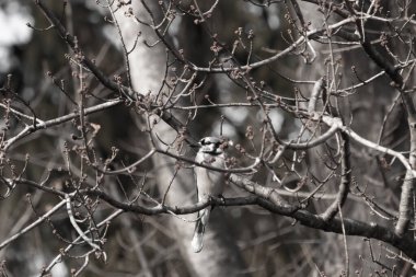 Mavi bir karga tomurcuklanan dalların arasına tünemişti. Mavi tüyleri baharın ılık tonlarına karşıydı. Doğanın güzelliği, sakin, yakın plan çekimde..