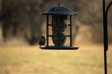 Bir kuş yemliğinin üzerine tünemiş küçük, karanlık bir kuş, silueti bulanık, altın bir zemin ile çelişiyor. Doğanın basit güzelliği sessiz bir anda yakalanır..