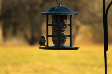 Bir kuş yemliğinin üzerine tünemiş küçük, karanlık bir kuş, silueti bulanık, altın bir zemin ile çelişiyor. Doğanın basit güzelliği sessiz bir anda yakalanır..