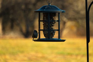 Bir kuş yemliğinin üzerine tünemiş küçük, karanlık bir kuş, silueti bulanık, altın bir zemin ile çelişiyor. Doğanın basit güzelliği sessiz bir anda yakalanır..