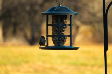 Bir kuş yemliğinin üzerine tünemiş küçük, karanlık bir kuş, silueti bulanık, altın bir zemin ile çelişiyor. Doğanın basit güzelliği sessiz bir anda yakalanır..