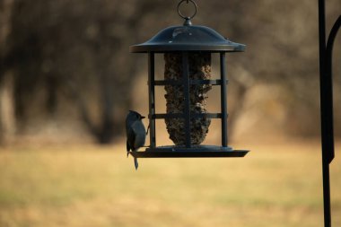 Bir kuş yemliğinin üzerine tünemiş küçük, karanlık bir kuş, silueti bulanık, altın bir zemin ile çelişiyor. Doğanın basit güzelliği sessiz bir anda yakalanır..