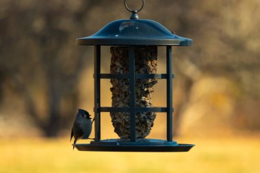 Bir kuş yemliğinin üzerine tünemiş küçük, karanlık bir kuş, silueti bulanık, altın bir zemin ile çelişiyor. Doğanın basit güzelliği sessiz bir anda yakalanır..