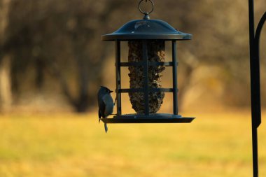 Bir kuş yemliğinin üzerine tünemiş küçük, karanlık bir kuş, silueti bulanık, altın bir zemin ile çelişiyor. Doğanın basit güzelliği sessiz bir anda yakalanır..