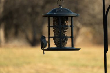 Bir kuş yemliğinin üzerine tünemiş küçük, karanlık bir kuş, silueti bulanık, altın bir zemin ile çelişiyor. Doğanın basit güzelliği sessiz bir anda yakalanır..