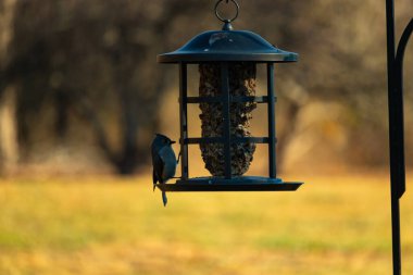 Bir kuş yemliğinin üzerine tünemiş küçük, karanlık bir kuş, silueti bulanık, altın bir zemin ile çelişiyor. Doğanın basit güzelliği sessiz bir anda yakalanır..